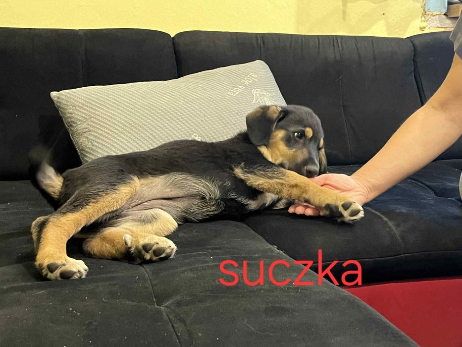 Oddam szczeniaczka w dobre ręce