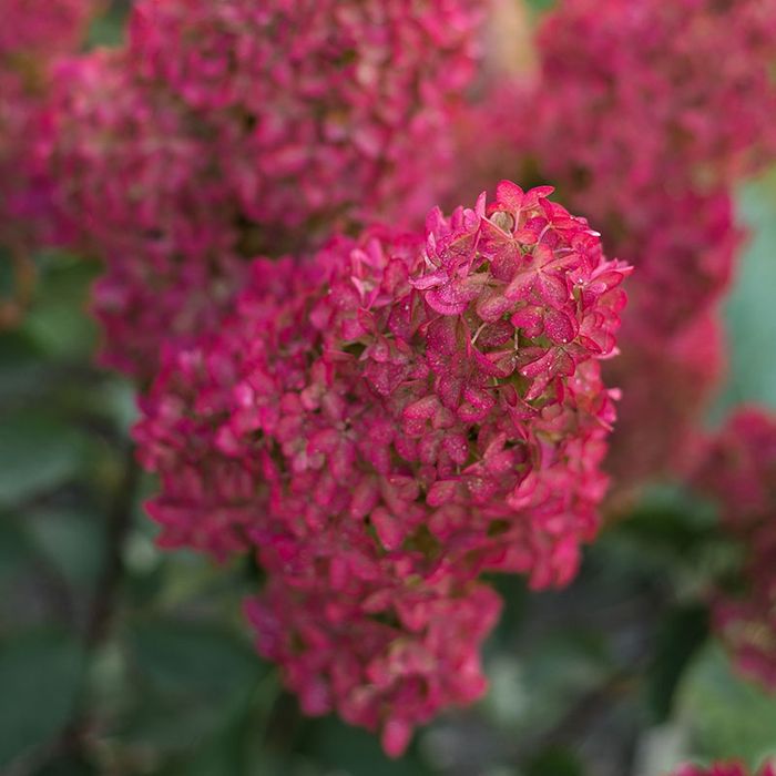 Hortensja bukietowa 'Wim’s Red’ 2L