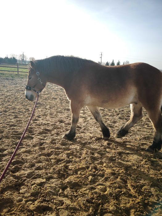 Sprzedam wałacha zimnokrwistego