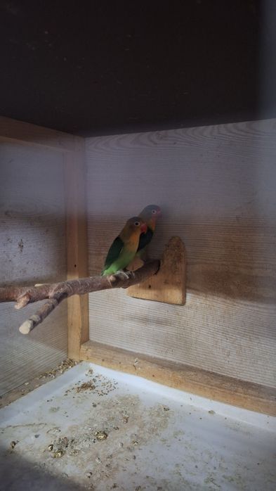 Sprzedam nierozlaczki jak na zdjeciu