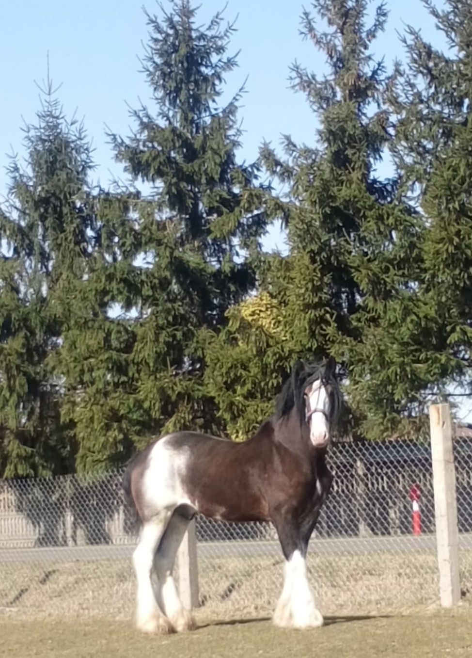 Piękny ogier rasy Clydesdale