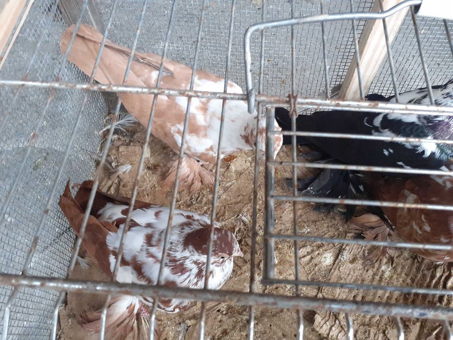 Sprzedam gołębie Wiedynki