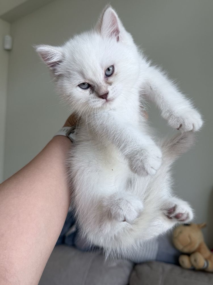 Британский котик