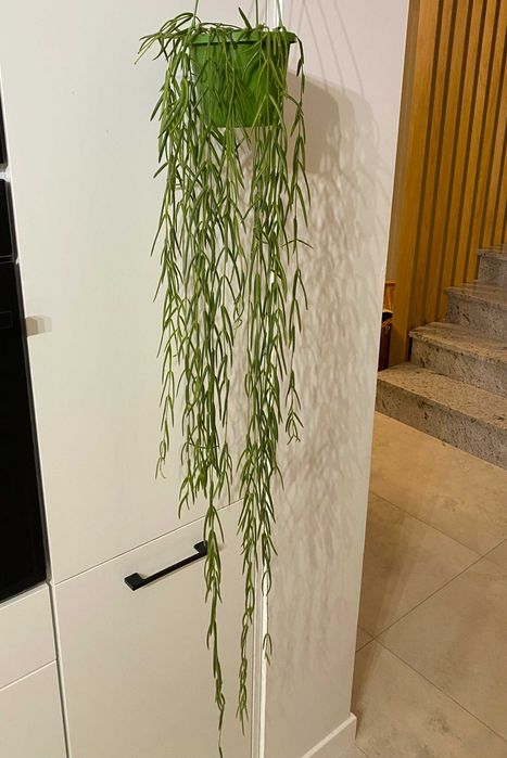 Hoya linearis ze zdjęcia, ok. 110-120