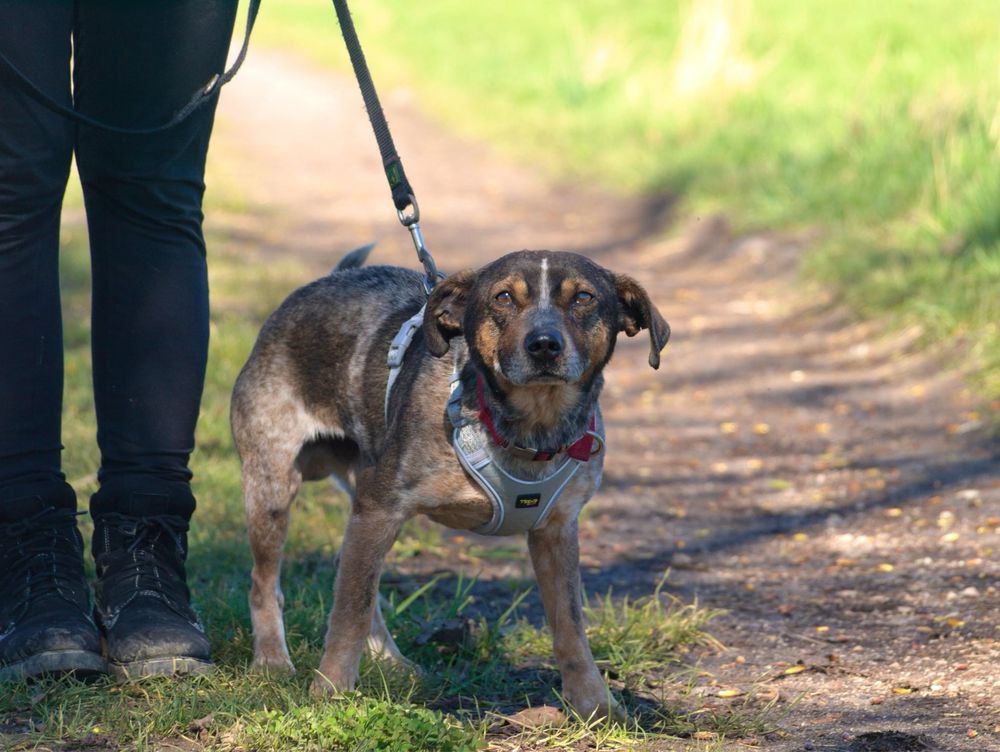 Kosmo- kosmiczny psiak szuka domku