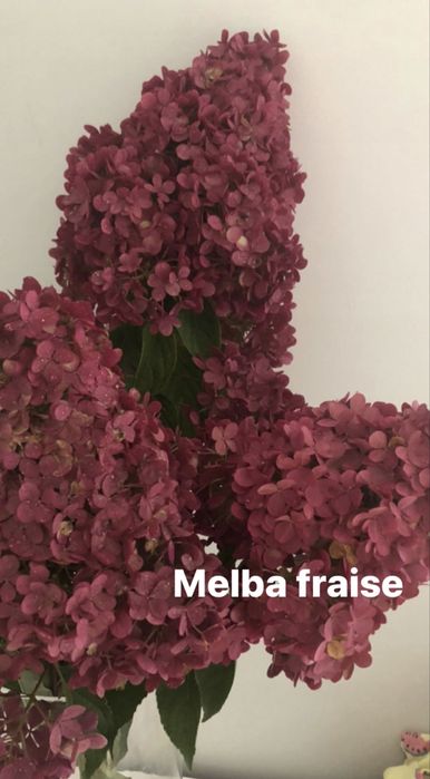 Hortensja bukietowa na pniu MELBA FRAISE czerwona wysyłka kalisz