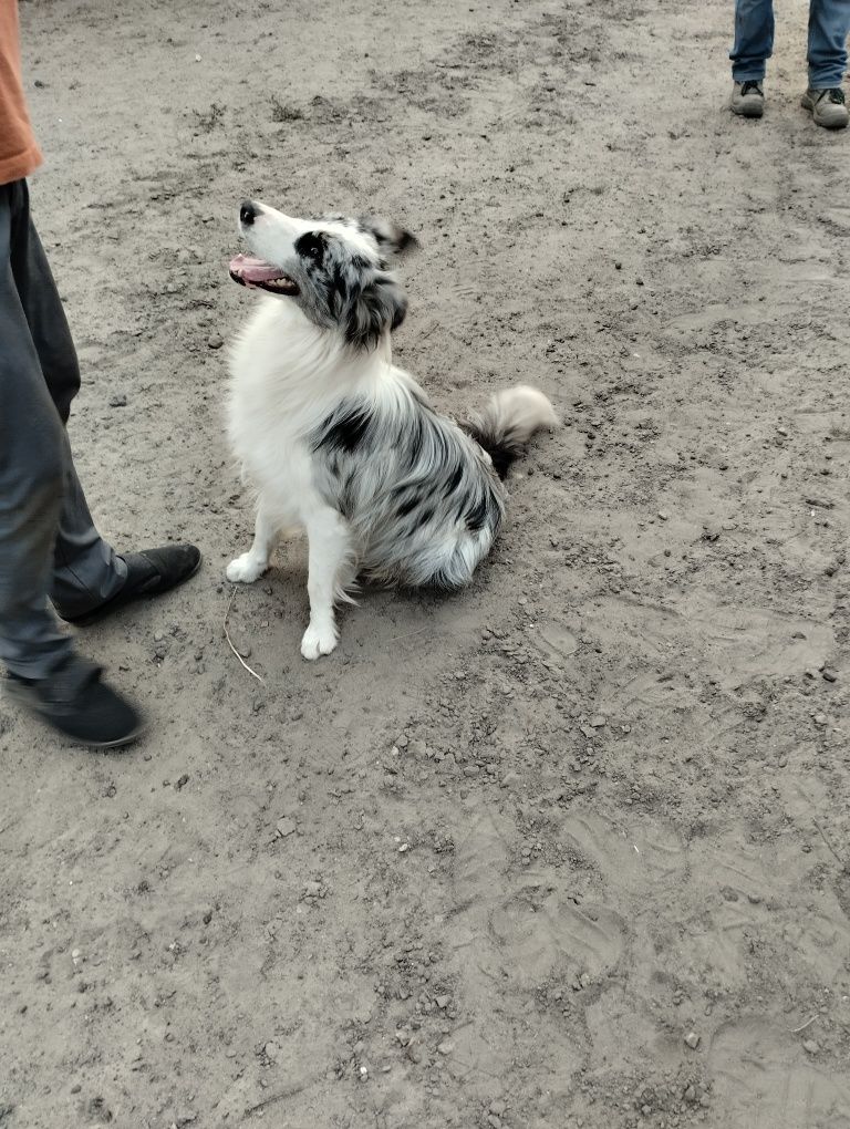 Border collie FCI Pies