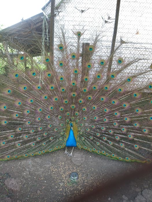 Очень красивая птица