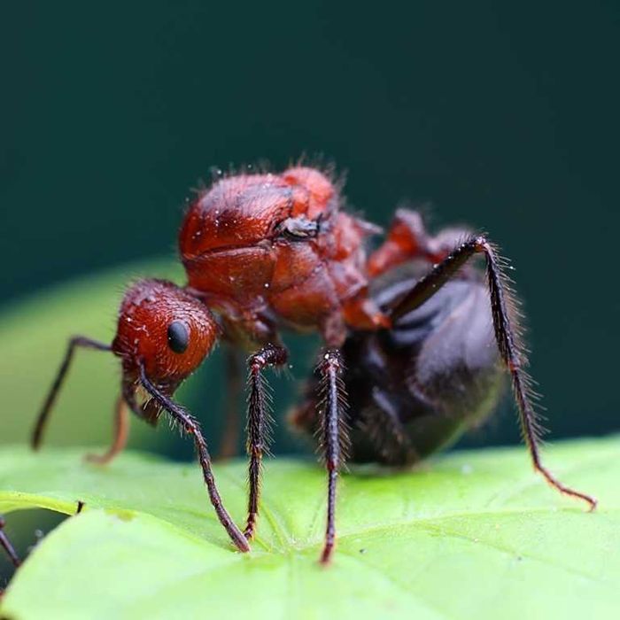 Муравьи Myrmicaria brunnea купить Украина муравьиная ферма формикарий