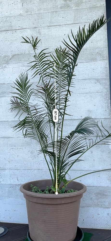 Cycas Circinalis * Planta rara*