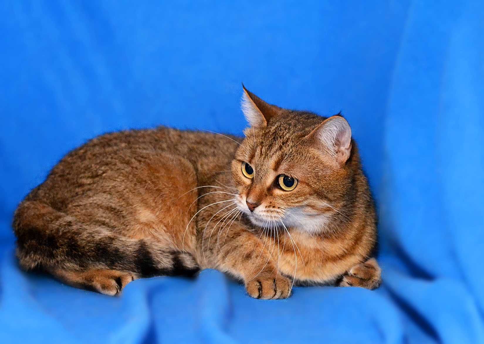 Злата, 1 год, шикарная кошечка цвета табби, кошка кот