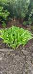 Hosta Funkia ,,,