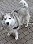 Nagroda!! Zaginął pies siberian husky Bielsko-Biała i okolice