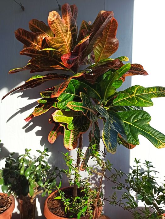 Денежное дерево - Красула,, Кротон.