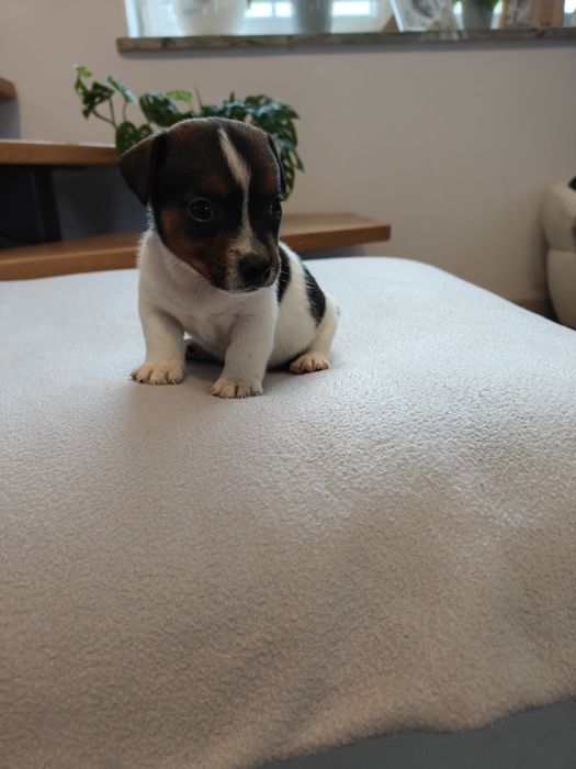 Sprzedam śliczną sunie Jack Russell Terrier tri-color