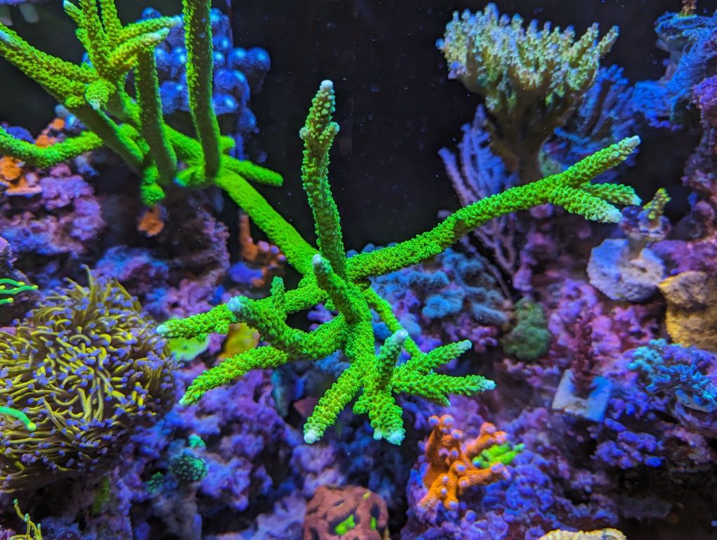 PROMO Acropora toxic green slimer sps