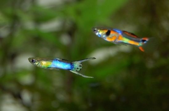 Lindos guppys Endler e blue moscow 1€