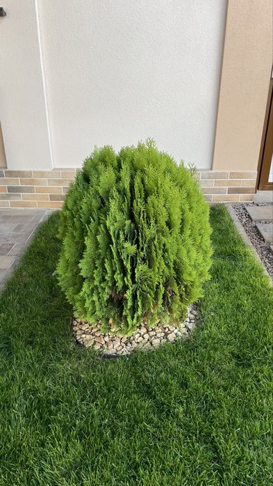 Стрижка туй, кустарников Одесса