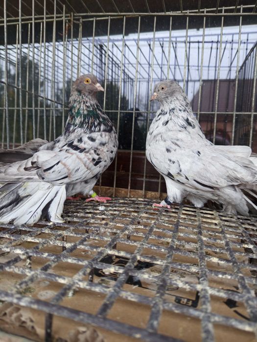 Gołębie Mikołajewskie pary
