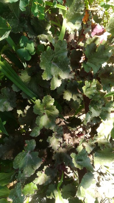 Гейхеры со сврего сада