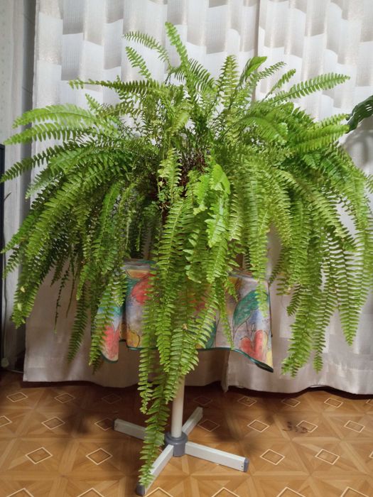 Комнатное растение Папоротник