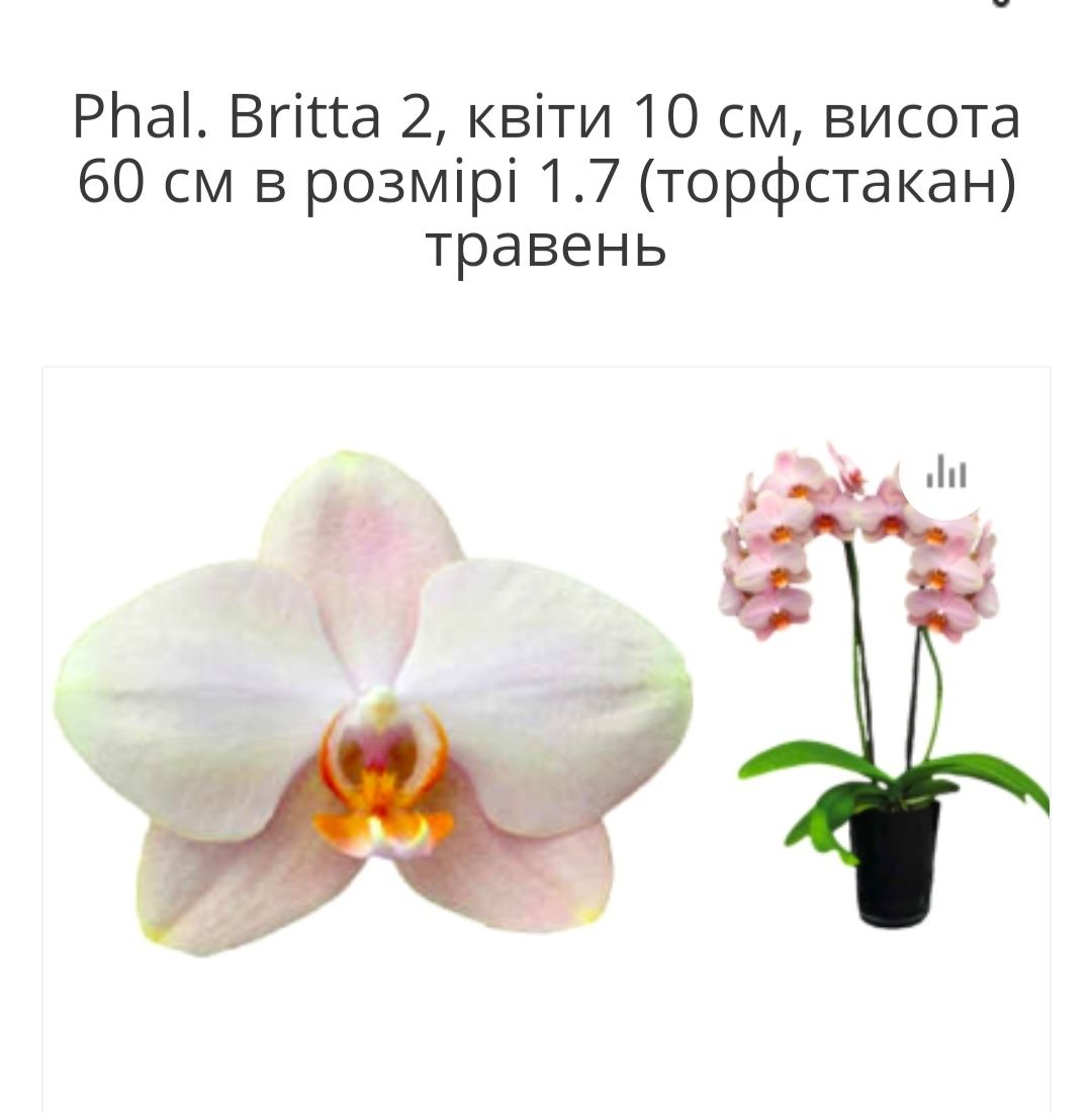 Підлітки орхідей