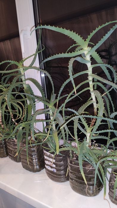 Вазон алоє 5 річний