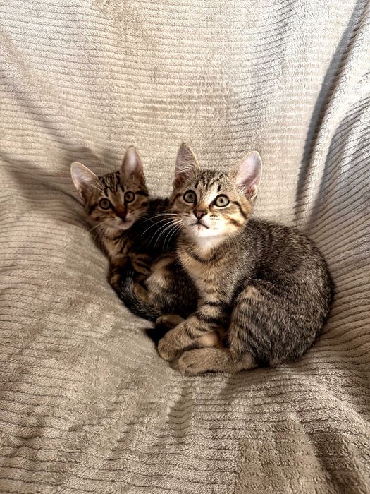 Шість кошенят усім по 2 місяці (котенок)