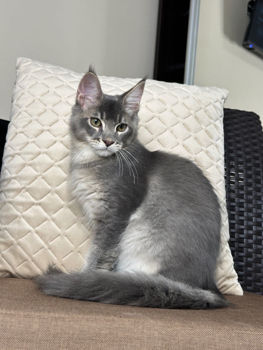 Ludovik-Kocurek Maine Coon