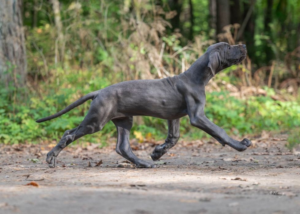 Dog niemiecki suczka