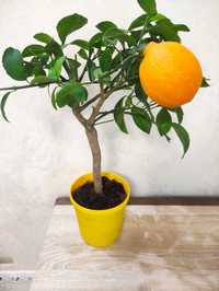 Лимонне дерево на штамбі