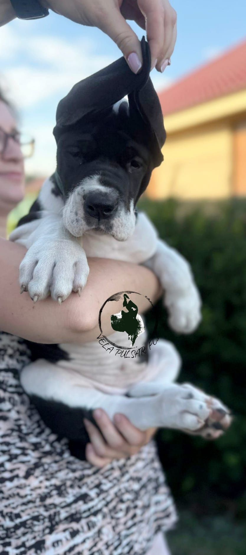 Gotowy na nowy dom. Dog niemiecki FCI płaszczowy z domowej hodowli