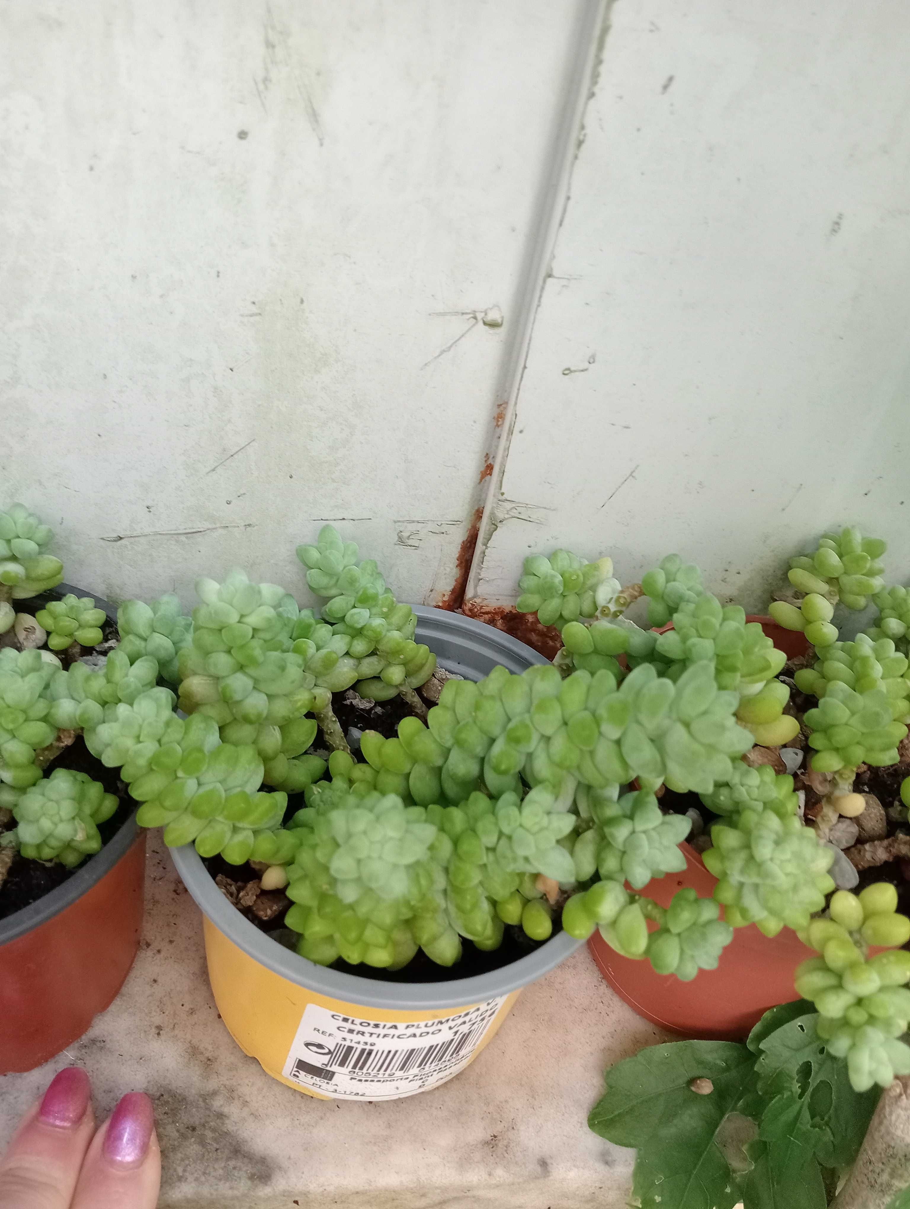 Planta natural, suculenta pendente, Rabo de burro