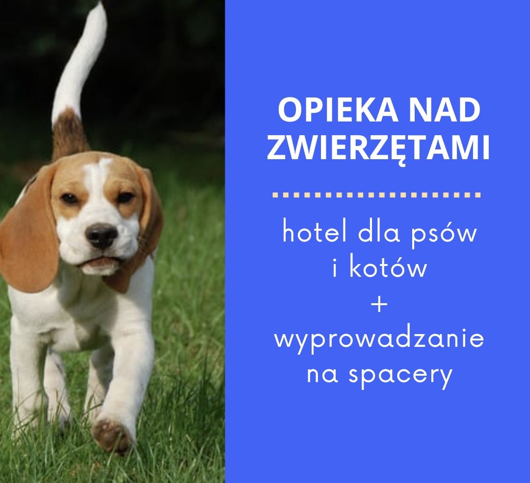 Opieka nad psem, kotem, hotel, spacery (petsitter).