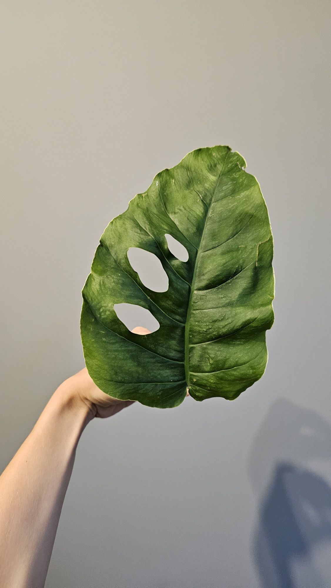 Monstera dubia - sadzonka szczytowa