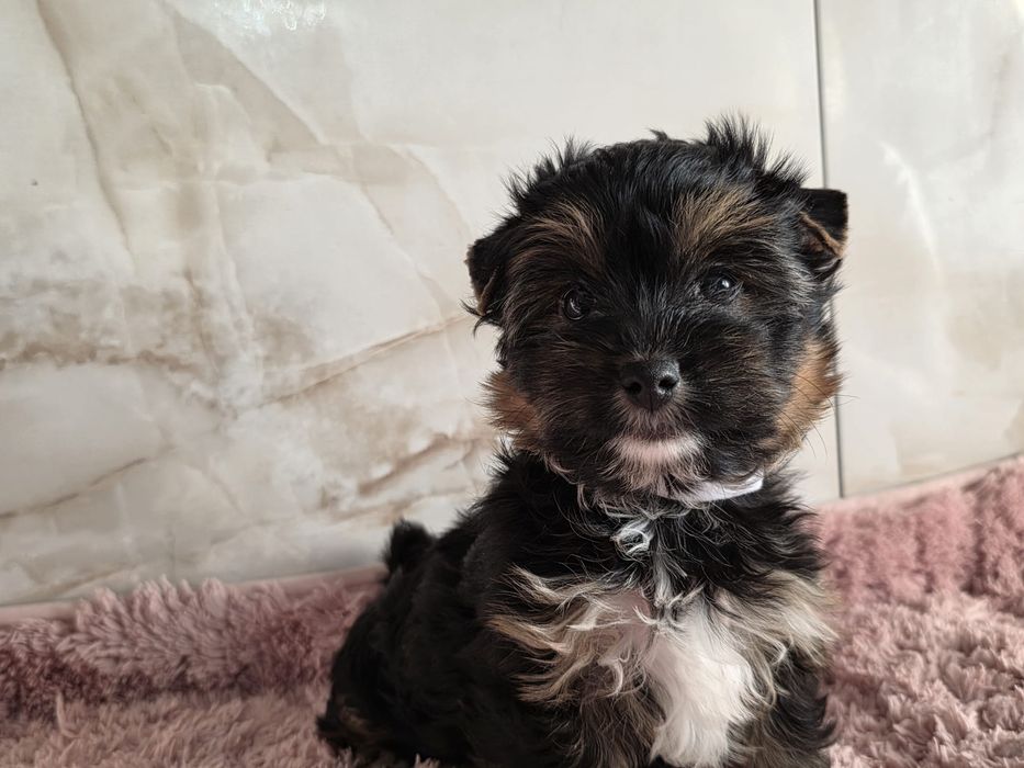 Piesek Yorkshire Terrier