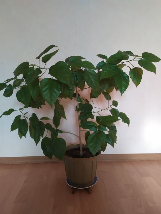 Кімнатна квітка Гібіскус махрова