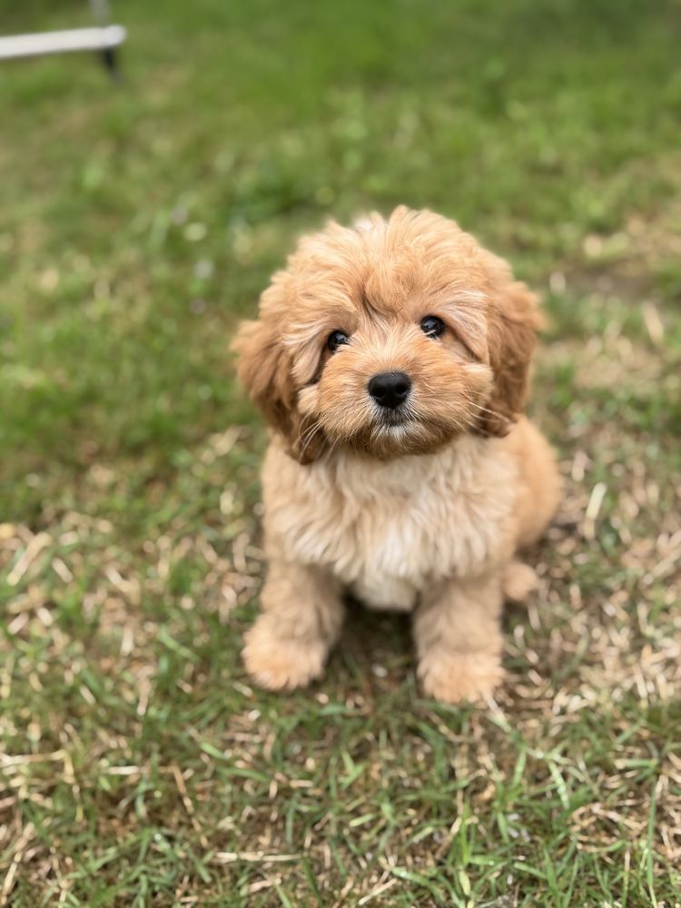 Cavapoo piekny piesek