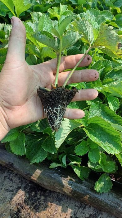 Саженцы винограда – редкие и популярные сорта! Клубника