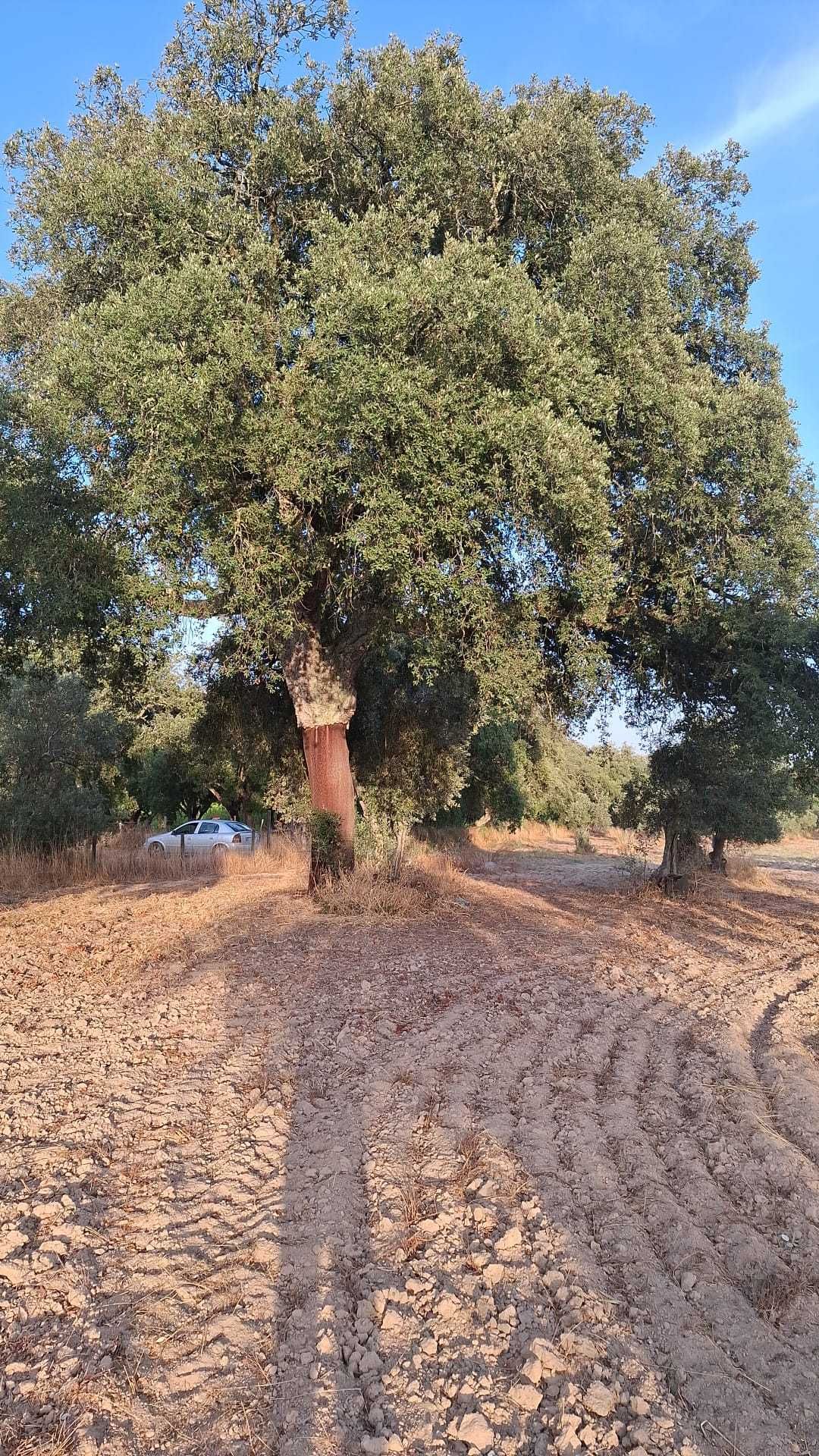 Terreno Agrícola