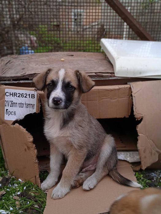 Цуценята в добрі руки!