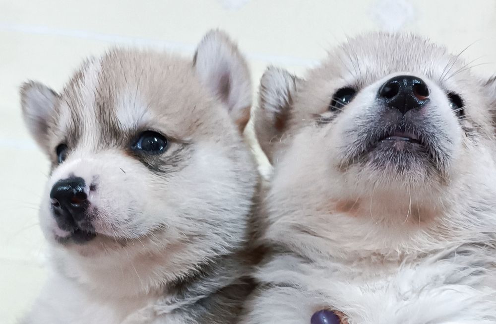 Запитуйте! Цікаві малючки.