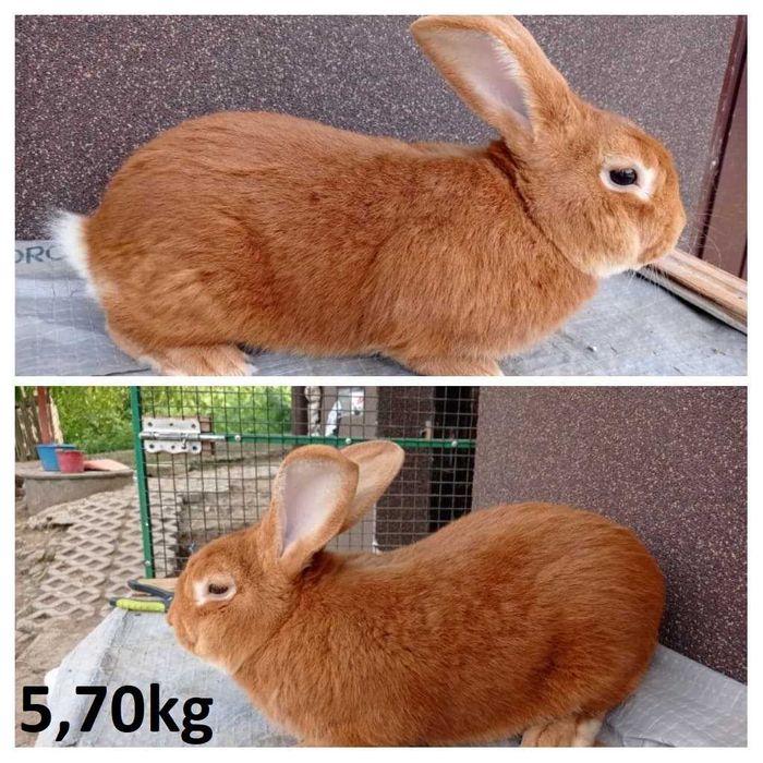 Samce Burgundy , burgundzkie 6kg  +/-