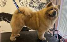 Psi Fryzjer GROOMER