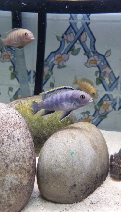 Ciclídeos Africanos Malawi Disponíveis