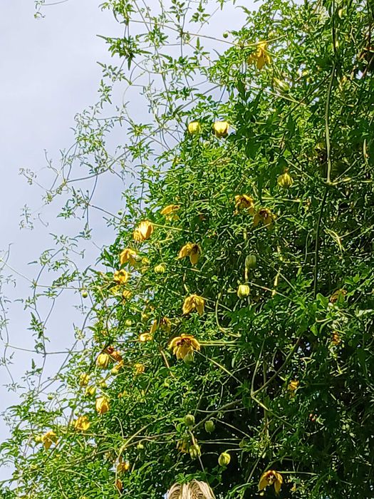 Bill MacKenzie Powojnik Clematis pnącze ogrodowe