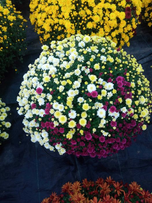 Chryzantemy drobnokwiatowe