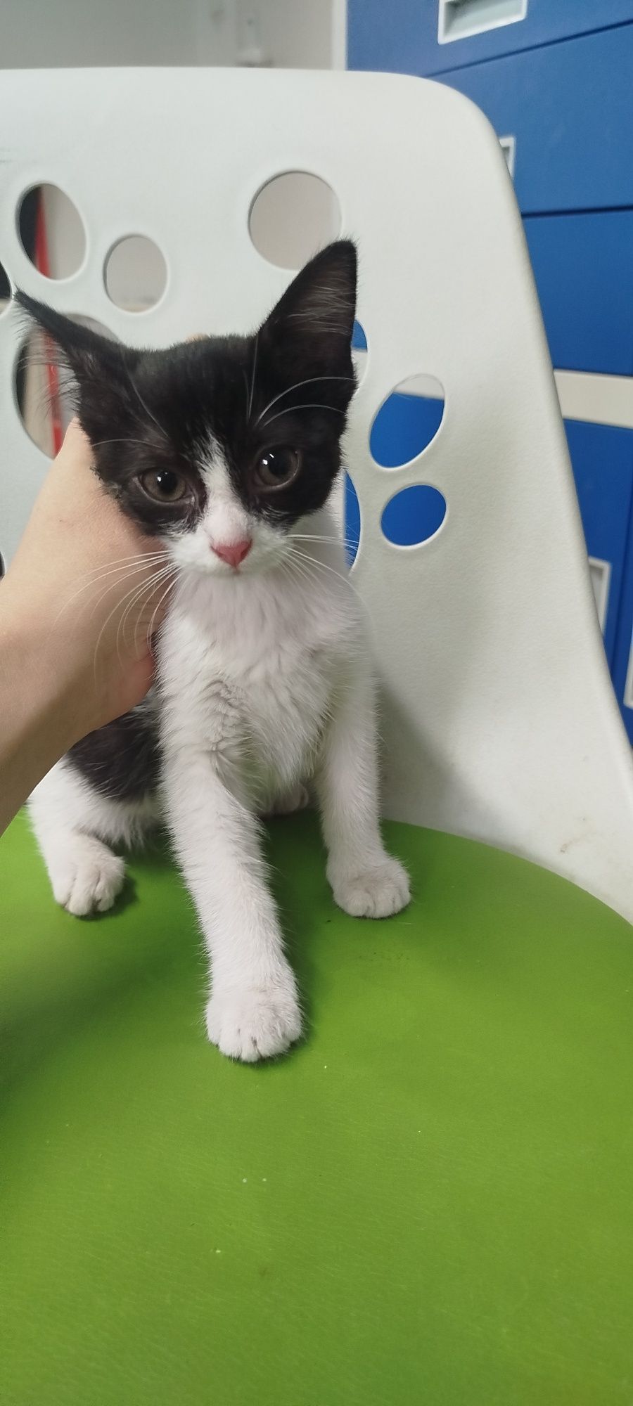 Mała 2 miesięczna Kotka do adopcji