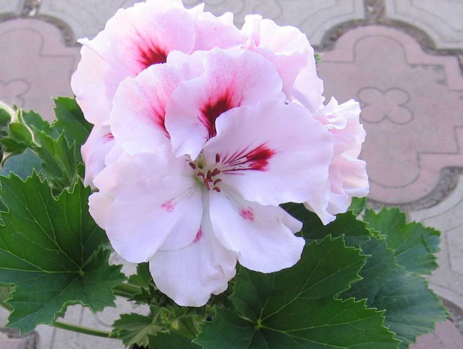 пеларгония королевская, много сортов