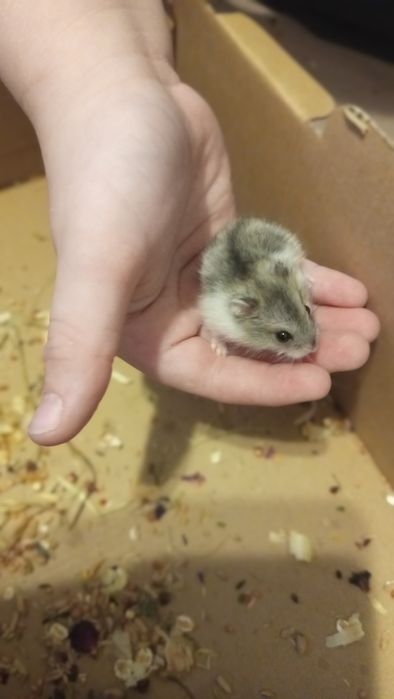 Chomiki młode 4tygodniowe